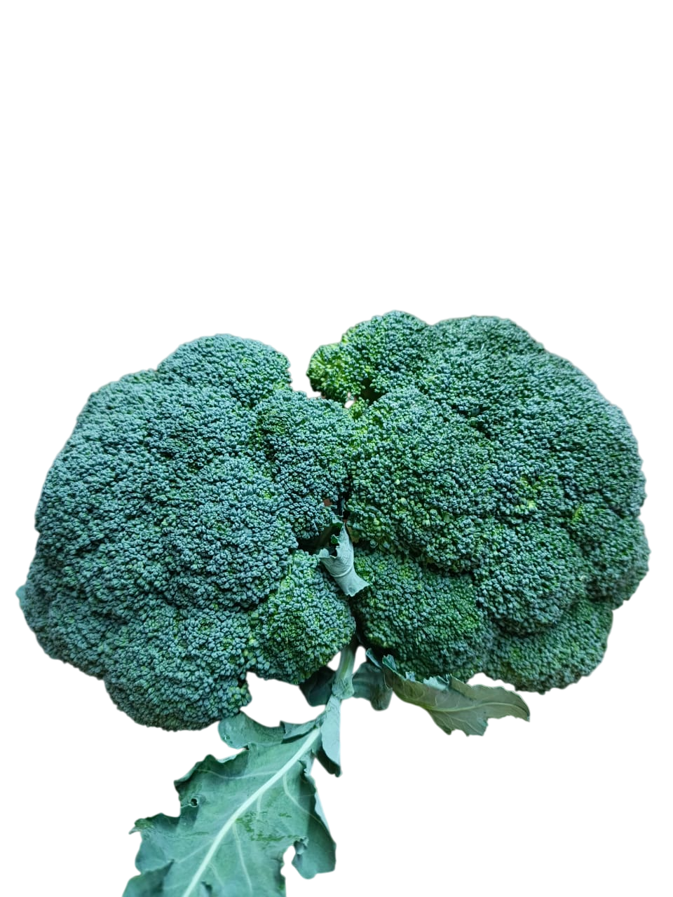 Brocoli