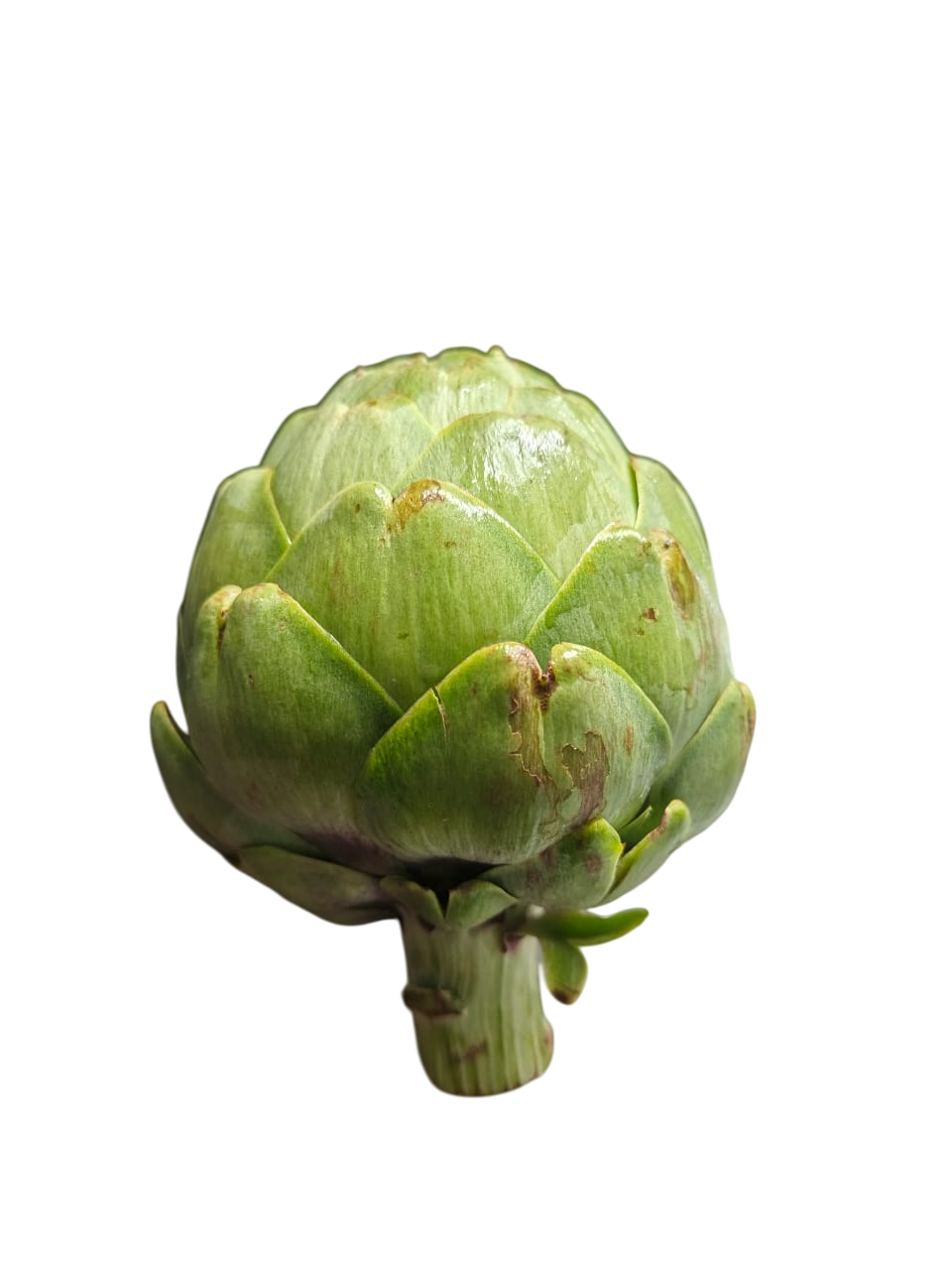 alcachofa