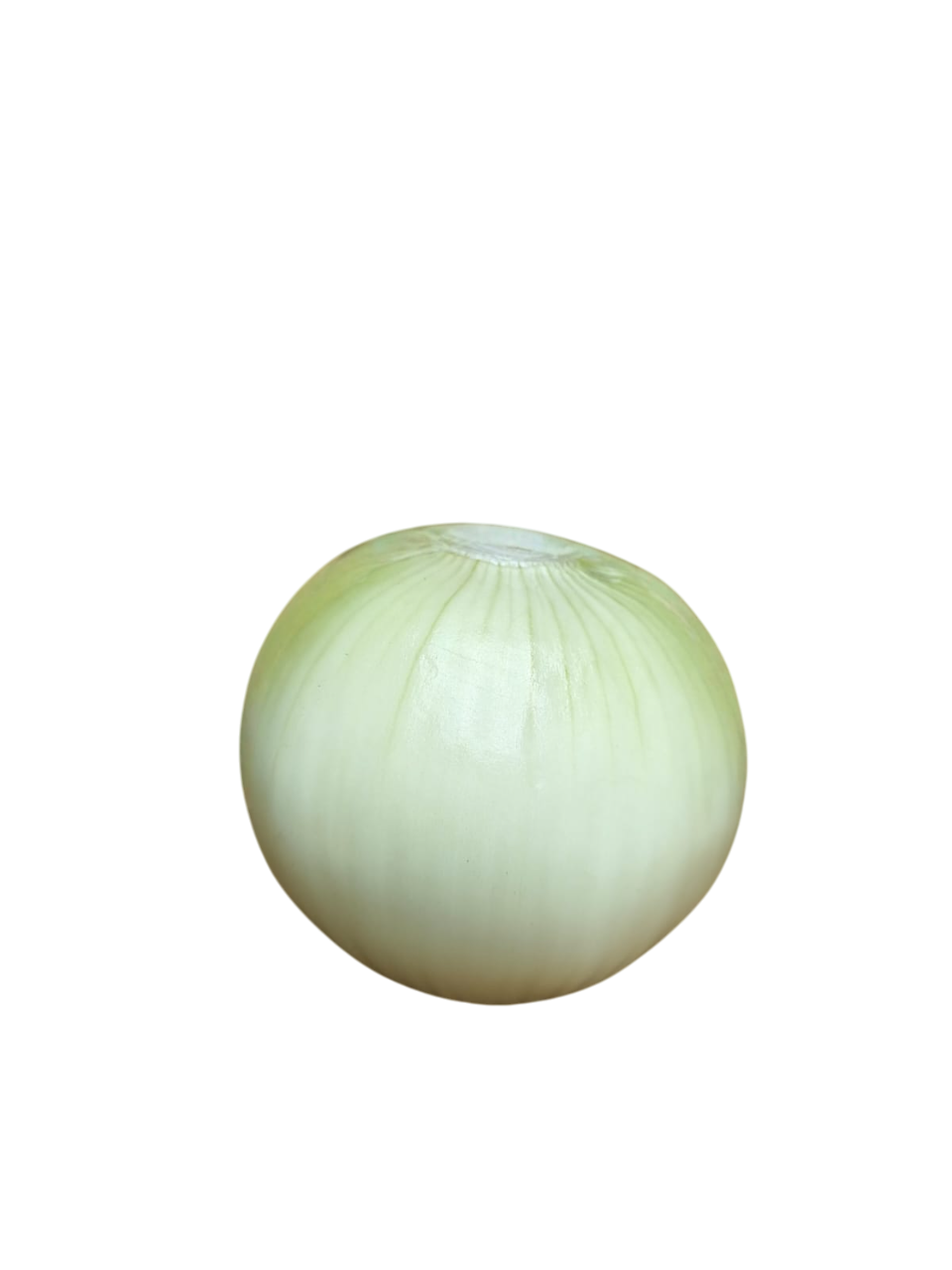 Cebolla perla premium seleccionada