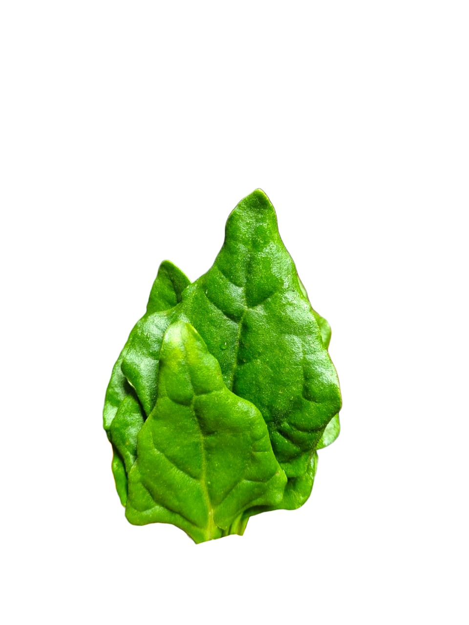 Espinaca