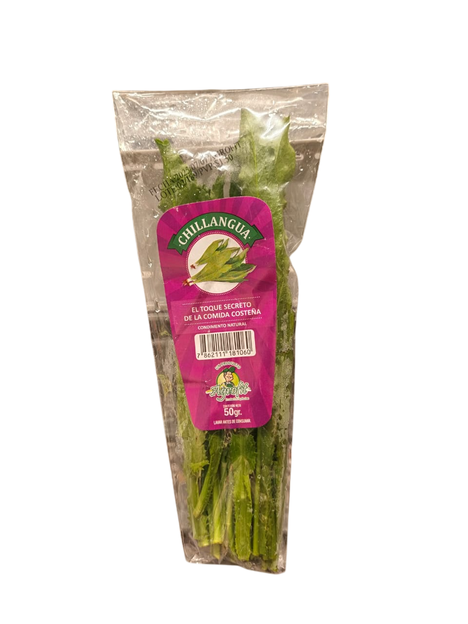 Culantro de pozo o chillangua